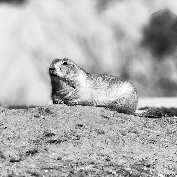 Prairie Dog