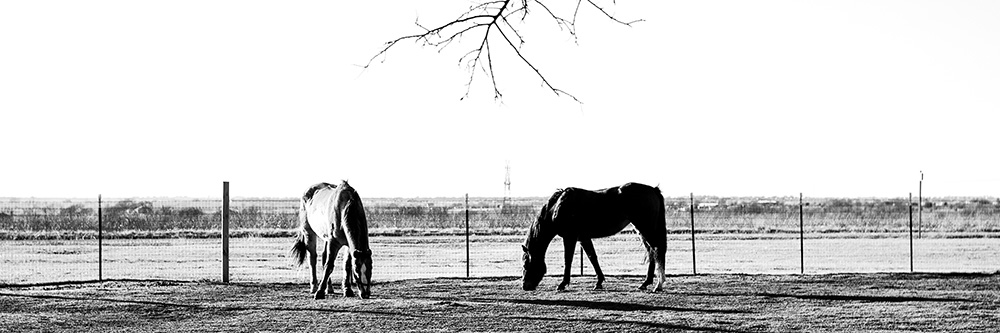 Two horses panorama