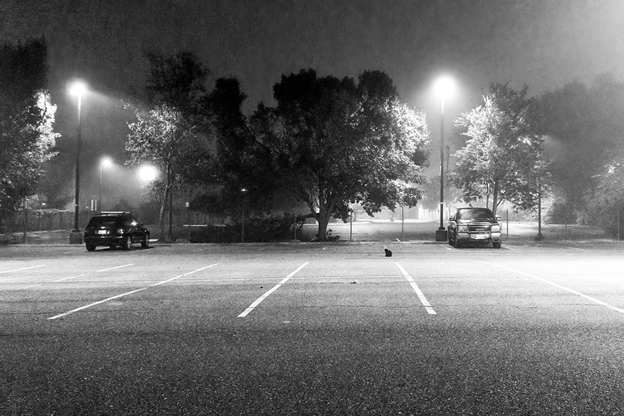 Cat in parking lot